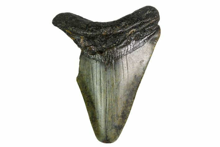 Bargain, Megalodon Tooth - North Carolina #152820